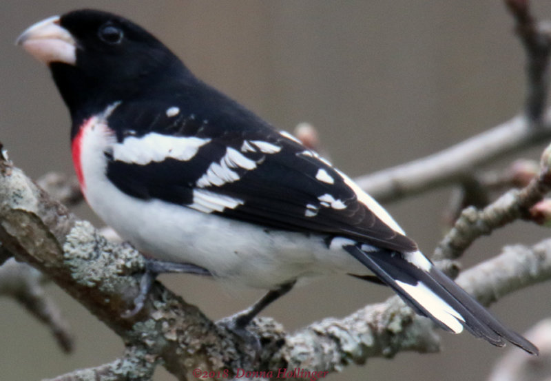 Mr Rose Breasted Grosbeak