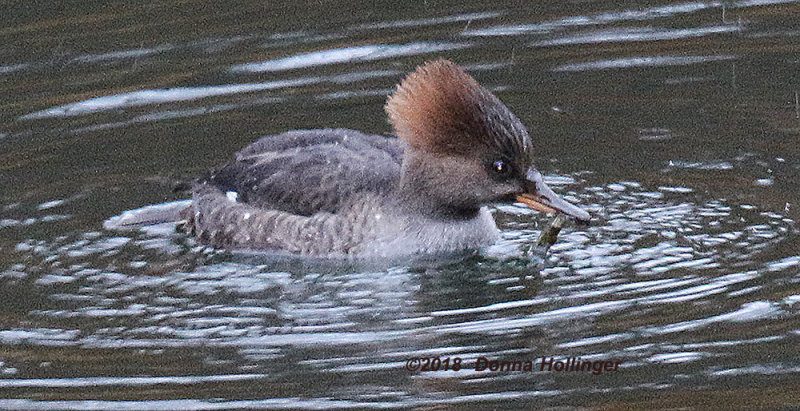 Eating Hooded Merganser, but what is it hes eating?