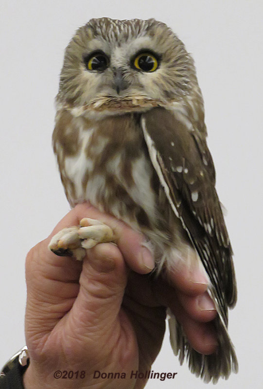 Saw Whet Owl on his way South