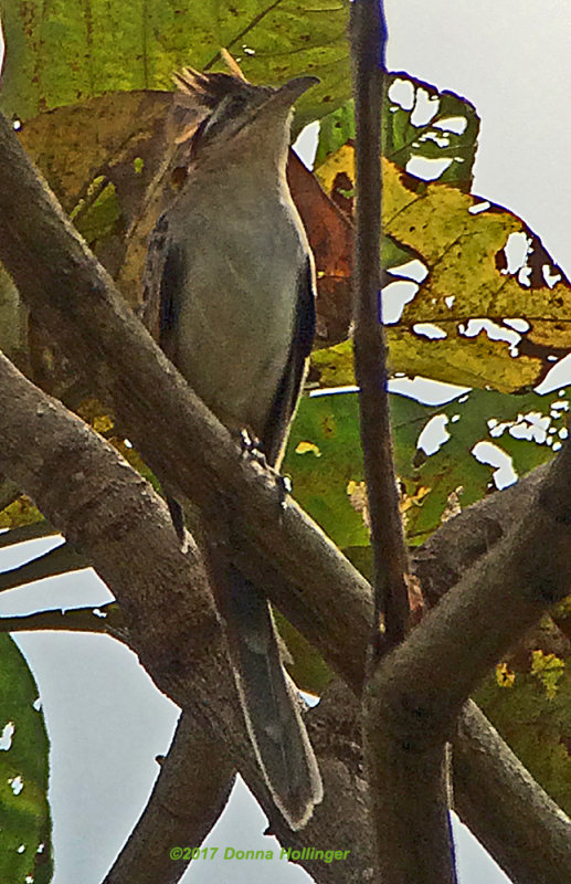 Ruffled crest on the Royal Flycatcher