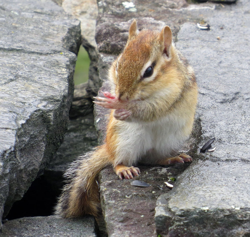 Chipmunk holding his sore thumb