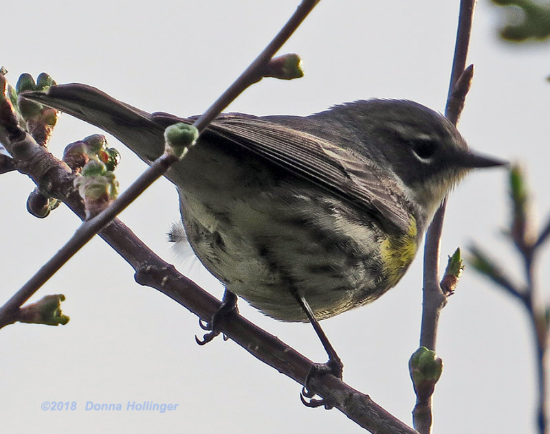 myrtle warbler?.6766.copy.jpg