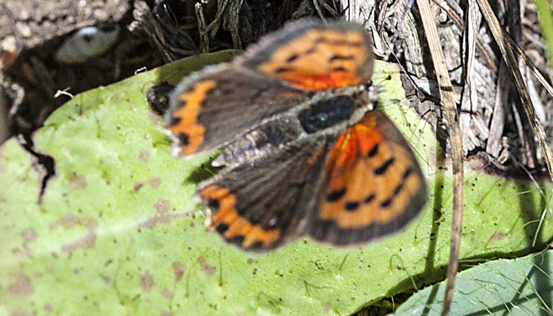 American Copper Butterfly