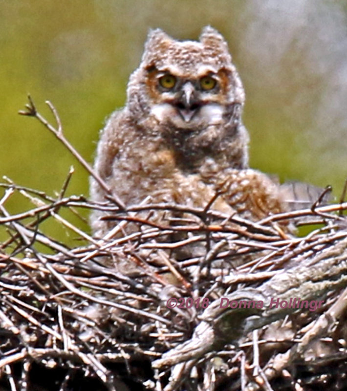 Baby Great Horned Owl Calling MUMMY!!!