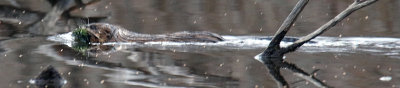 A Muskrat traveling on a small pond off Fresh Pond
