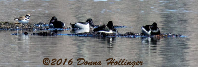 Kildeer and Scaups on the Merrimac