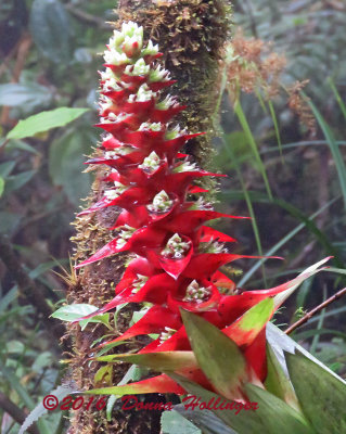 Bromeliad Flowering