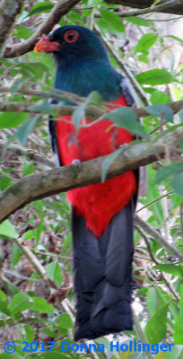 Male Slaty Tailed Trogon (Trogon massena)