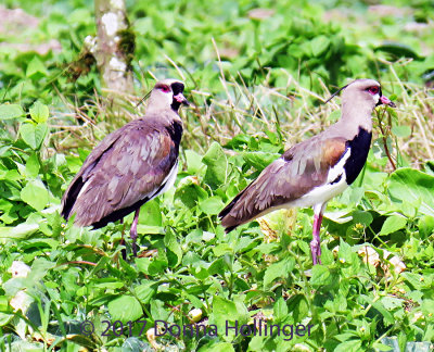Two Southern Lapwings