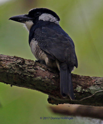 Black - Breasted Puffbird, thanks Dubi!