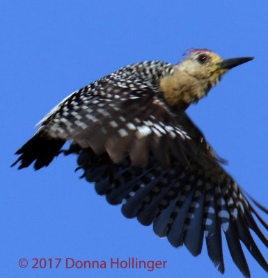 Red-crowned Woodpecker