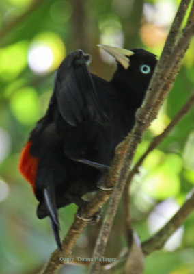 Red Rumped Cacique Grooming