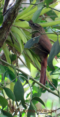 Cocoa Woodcreeper (Xiphorynchus Susserans)