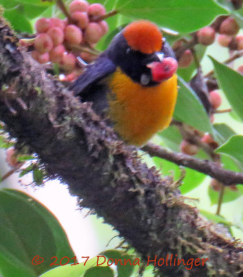 Tawny Capped Euphonia Eating Figs