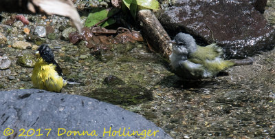  A lesser Goldfinch and a Tennessee Warbler Bathing