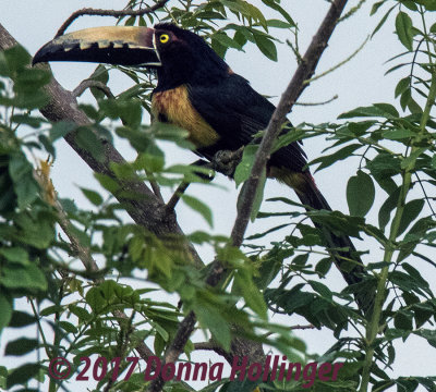 Collared Aracari