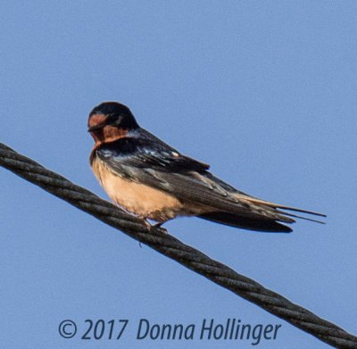 Southern Rough-winged Swallow