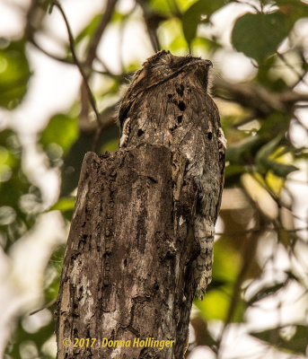 Great Potoo