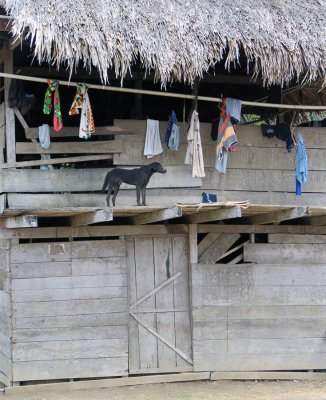 clothesline and dog Embera Village