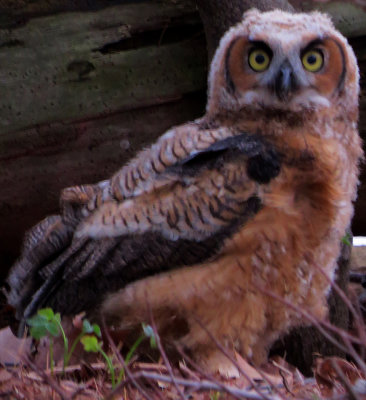 Great Horned Owlette who hasn't learned how to fly!