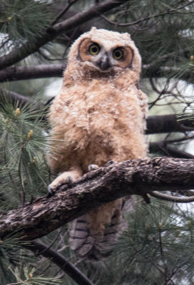 Great Horned Owlette who CAN FLY