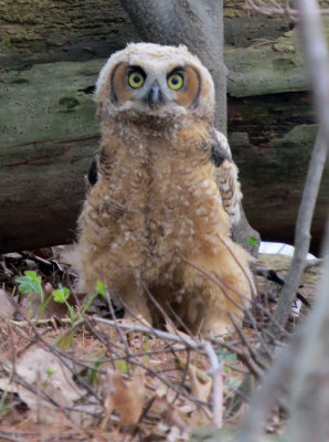 Great Horned Owlette who hasn't learned how to fly!