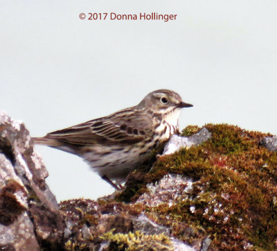 Meadow Pipit in Iceland...on the moss