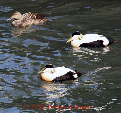 2 Common Male Eiders  and a female 