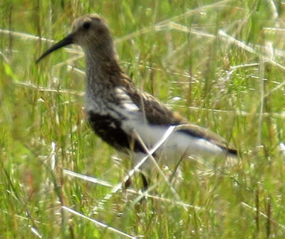 Dunlin