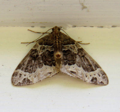 Moth