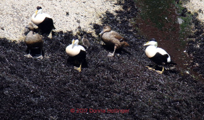 Three males two females and a baby Common Eider