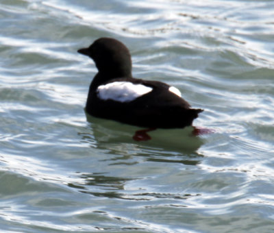 Black Guillemot (Cepphus grylle)