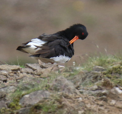 This is a European Oystercatcher