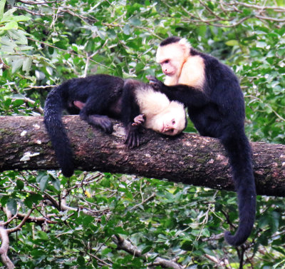 Cappuchin Monkeys Grooming on the River