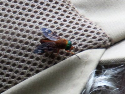 Green Eyed Fly on Jim's hat