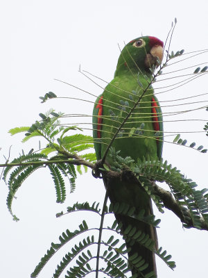 Red Lored Parrot