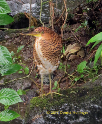 Bare Throated Fasciated? Tiger-Heron