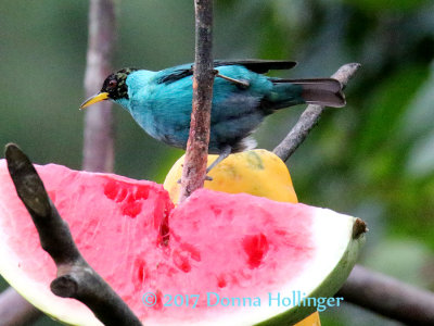 Male Green Honeycreeper