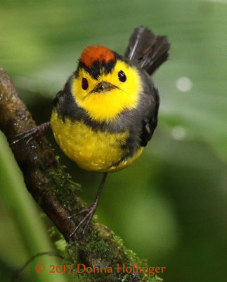 Collared Redstart (adult)