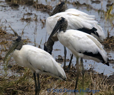 Three Wood Storks