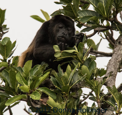 Red Howler Eating Leaves