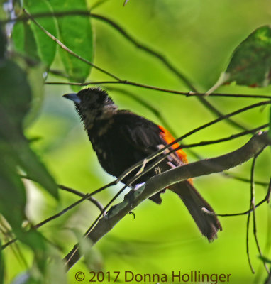 Female Cherries Tanager