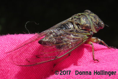 A cicada visited my window. 