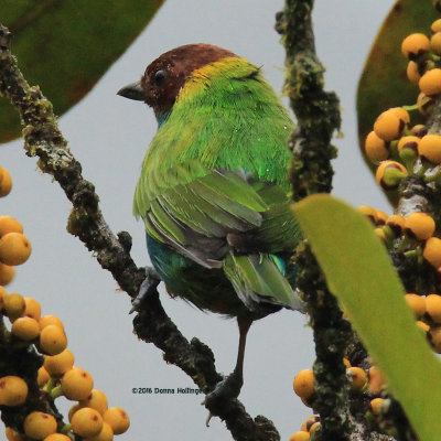 Bay Headed Tanager in a Fig tree