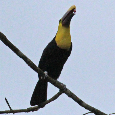 Chestnut Mandibled Toucan Tossing his fruit!