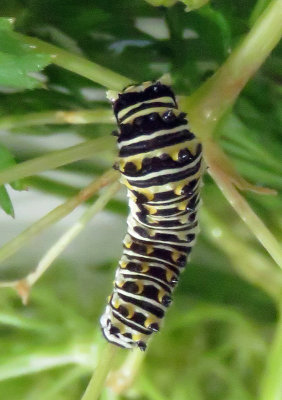Black Swallowtail Caterpillar Filled Out!