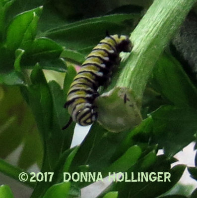 A very small Monarch caterpillar