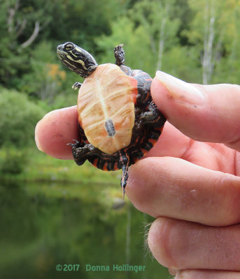 Peter is holding a baby Painted Turtle