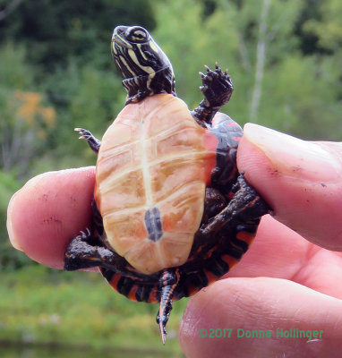 Close Up of a Baby Turtle Rescued by Peter