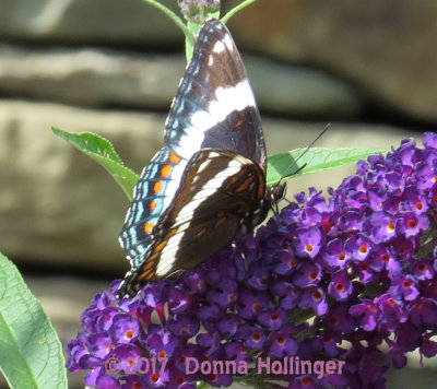 Red Admiral on Butterfly Bush